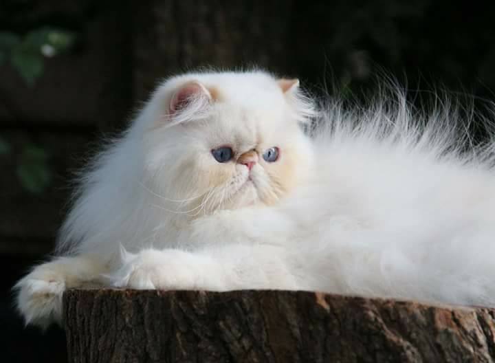 Кошка персидская: фото, видео, о породе, характере, уходе
