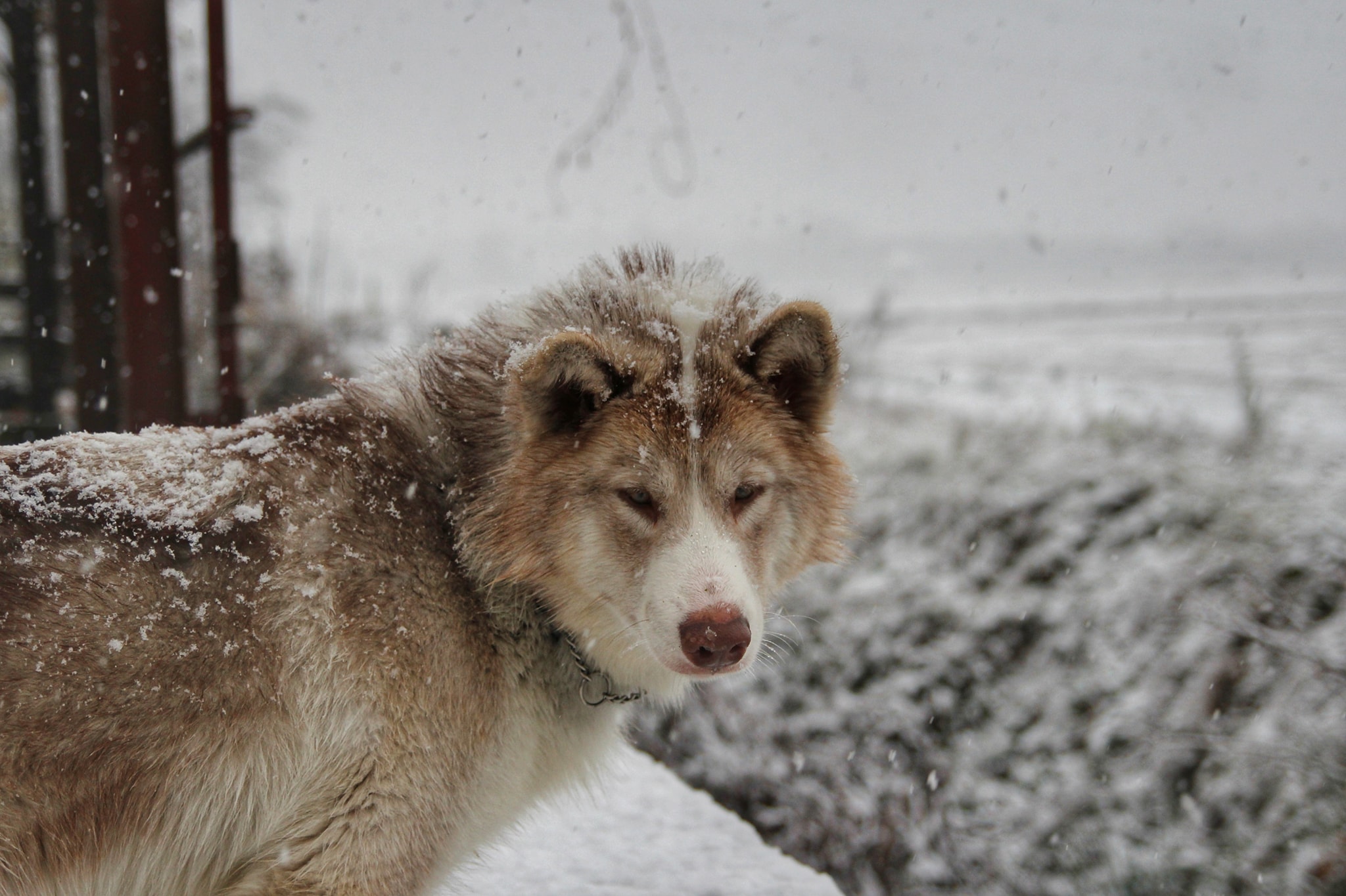 Канадская эскимосская собака фото
