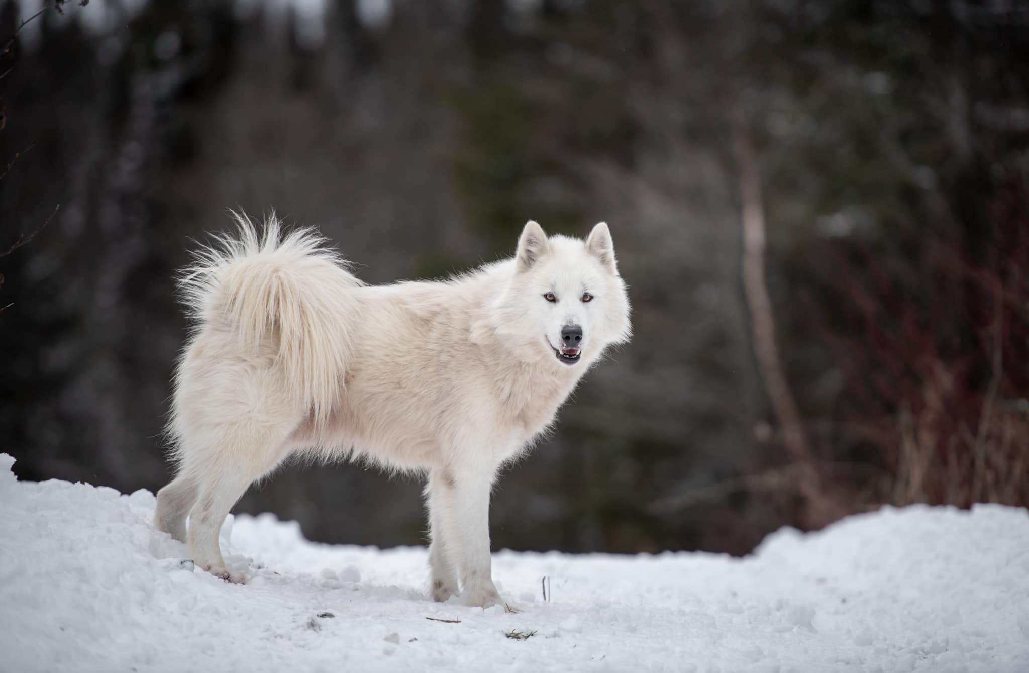 Канадская эскимосская собака купить