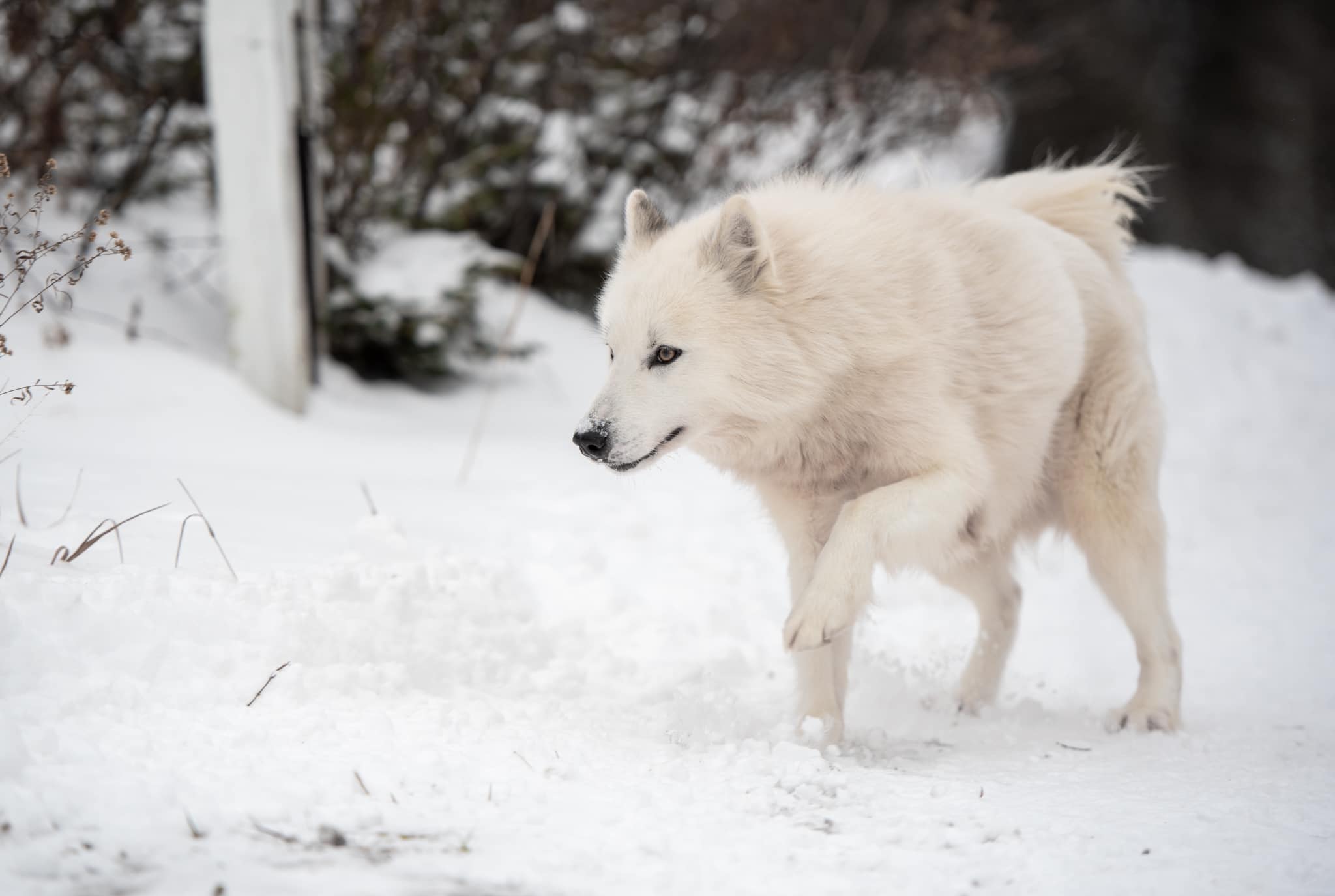 Канадская эскимосская собака фото