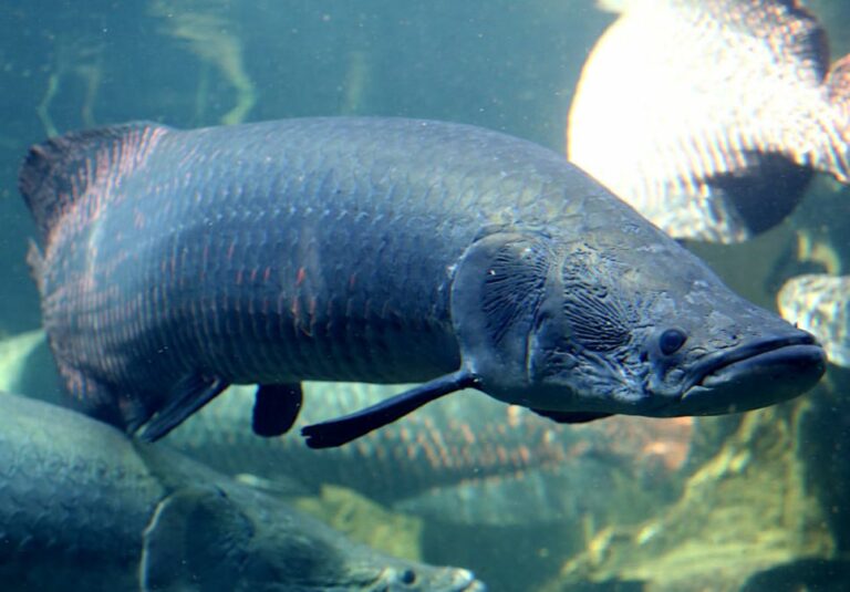 Арапайма рыба фото самая большая