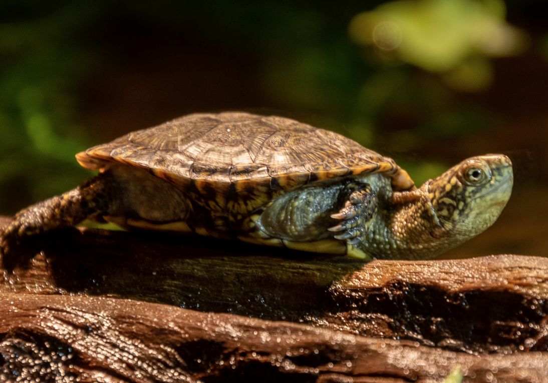 Чем кормить черепаху болотную черепаху