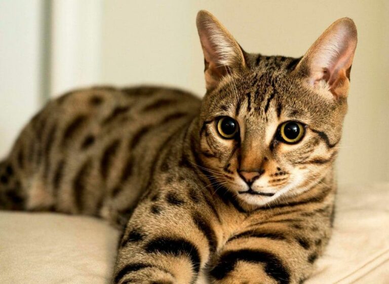 Саванна кошка фото